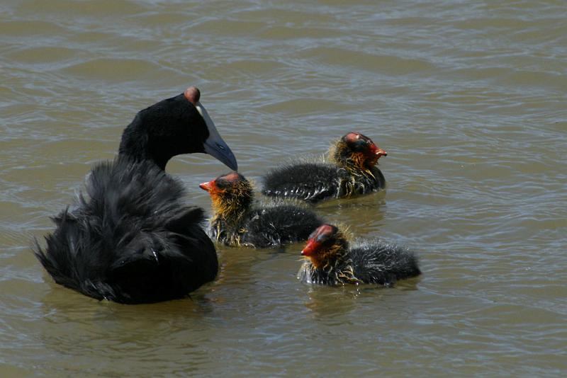 bleshoender met kuikens.jpg - Bleshoender kuikens saam met ma